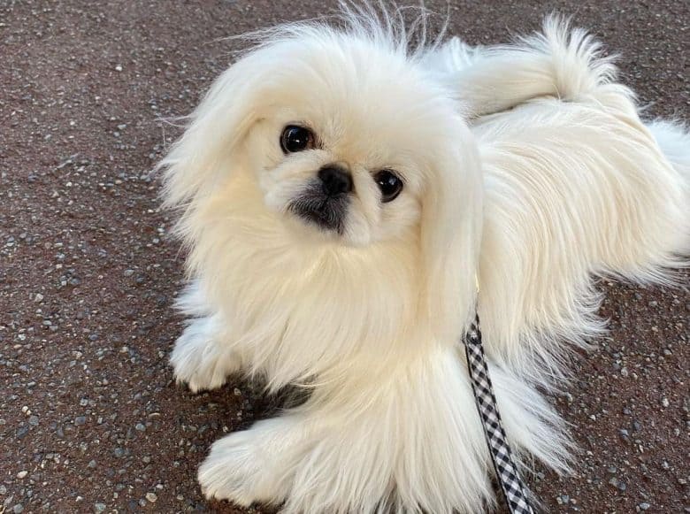 Pekingese dog laying on the ground