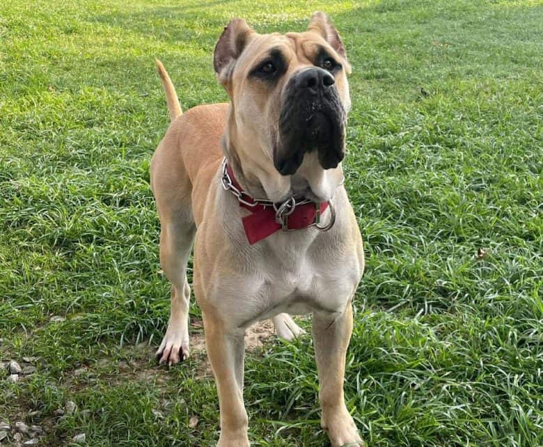 Perro de Presa Canario staring at the owner