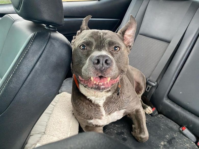 A Pitbull inside the car