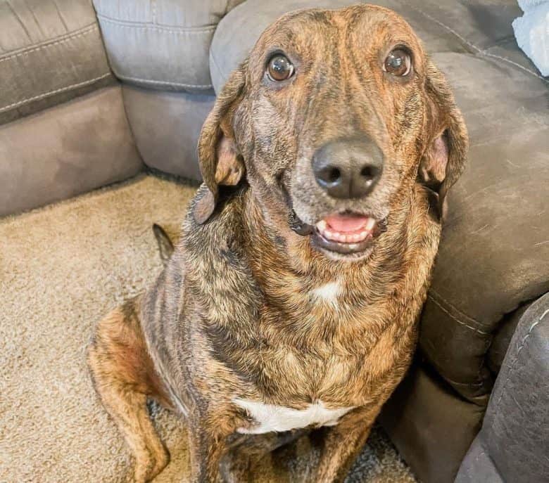 Plott Hound sitting on the carpet