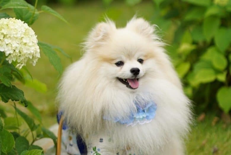 A white Pomeranian dog smiling among nature