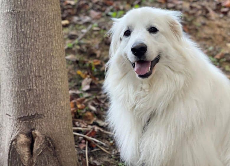 Portrait of a white Great Pyrenees dog