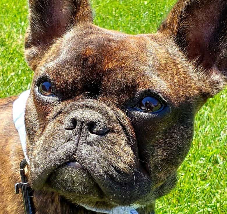 Portrait of a brindle French Bulldog
