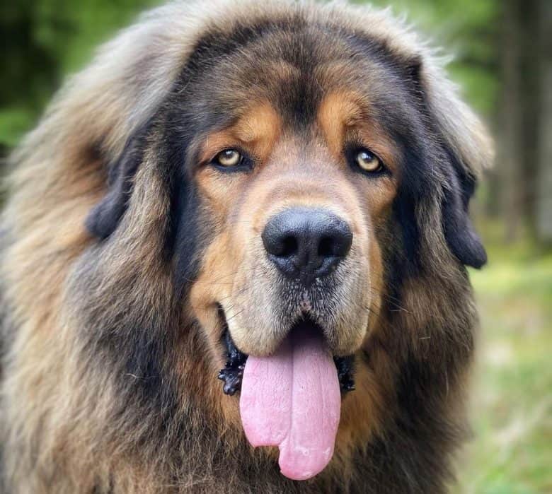 Portrait of a Tibetan Mastiff dog