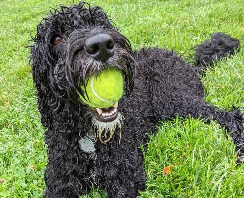Portuguese Water dog chewing a ball