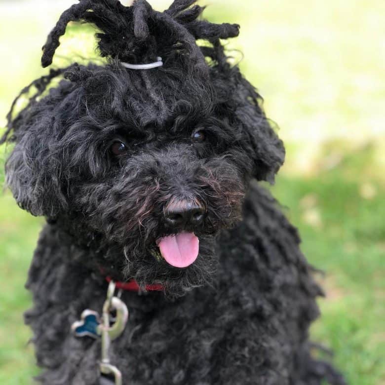 Puli dog with a ponytail hairstyle