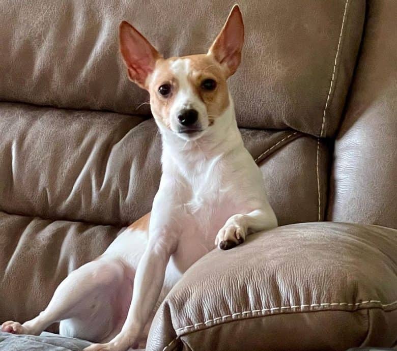 Rat Terrier sitting on the couch
