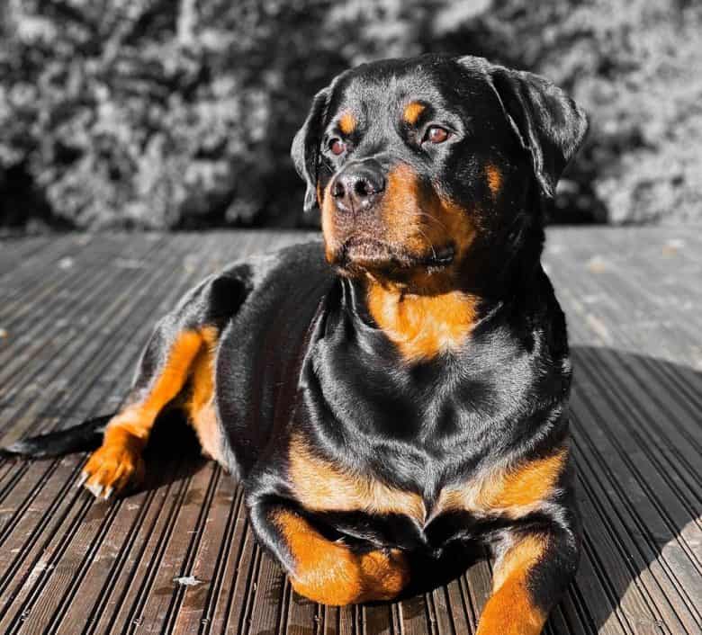 Rottweiler laying under the sun
