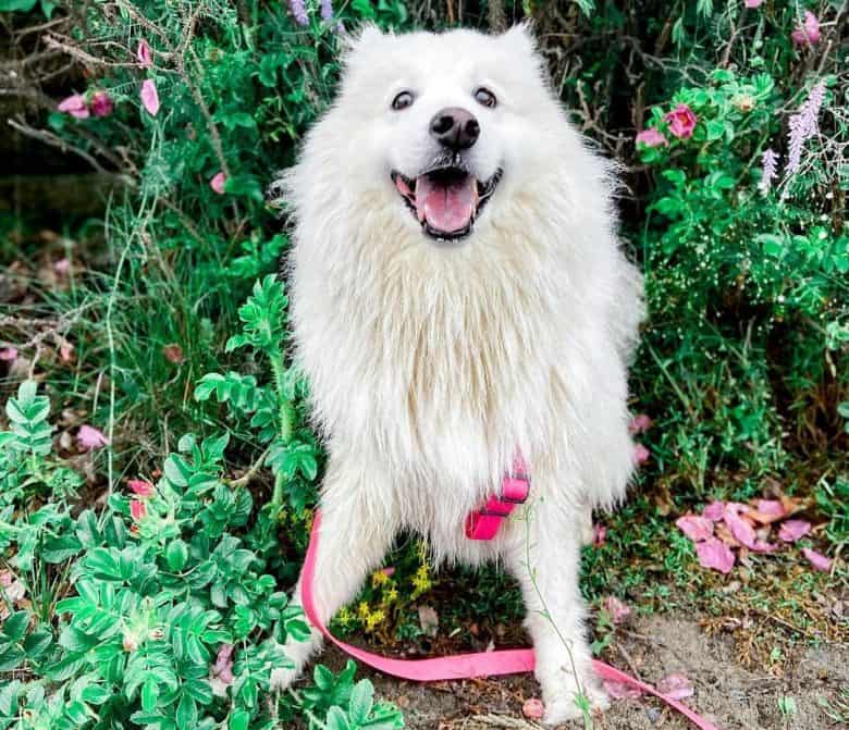 Samoyed dog having selfie with the wild flowers