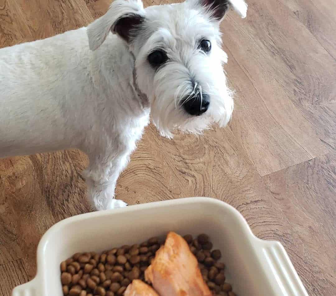 12 Best Salmon Dog Foods 2023 (Premium & Budget) K9 