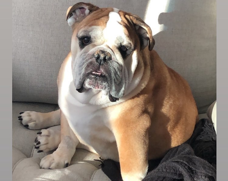 Senior English Bulldog lounging