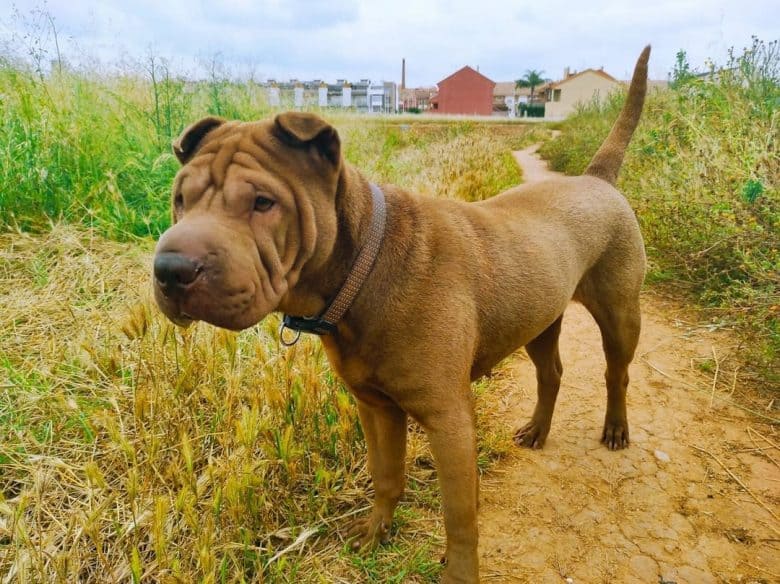 Sharpei being curious in the bushes