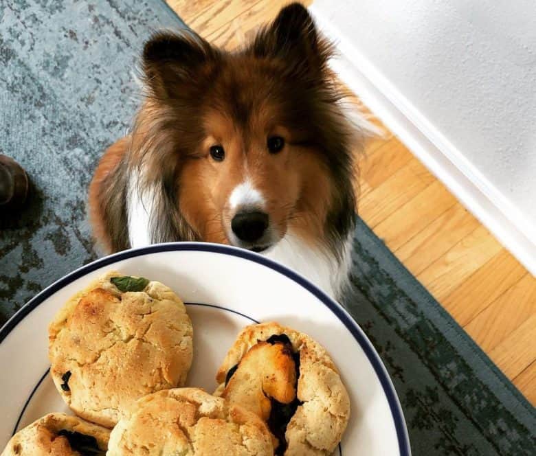 Sheltie excited for the sweet potato buns
