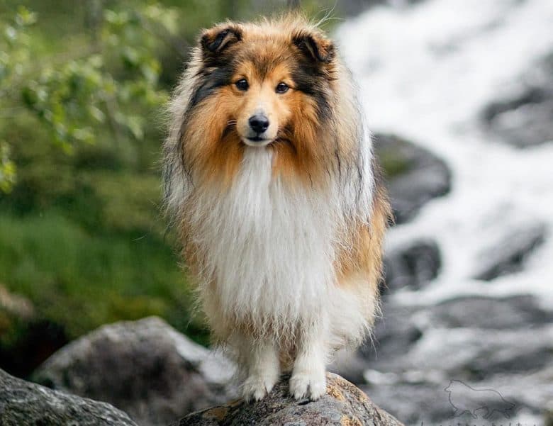 Shetland Sheepdog standing on the stream
