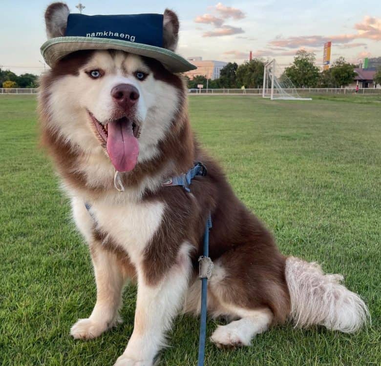 Siberian Husky wearing a custom hat
