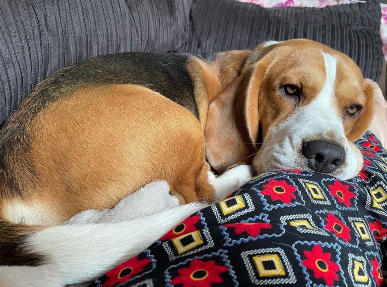 Sick Beagle being unwell