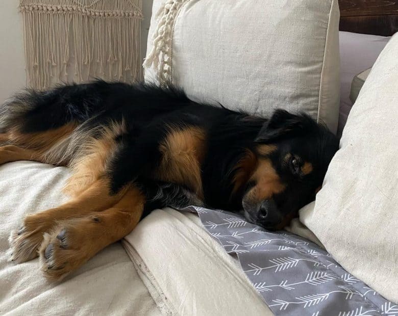 Sleepy Australian Shepherd