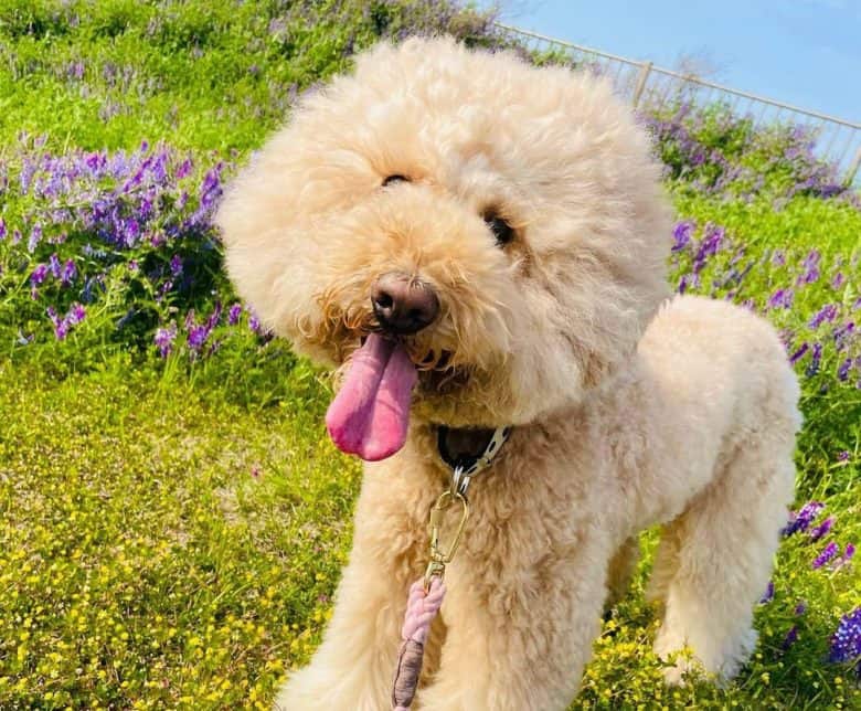 Standard Poodle during the summer day out