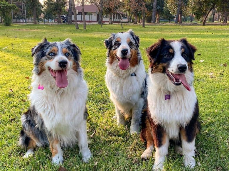 Three Australian Shepherds sibling