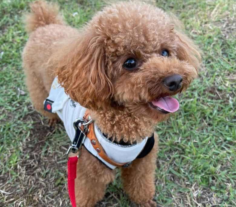 Toy Poodle wearing a shirt