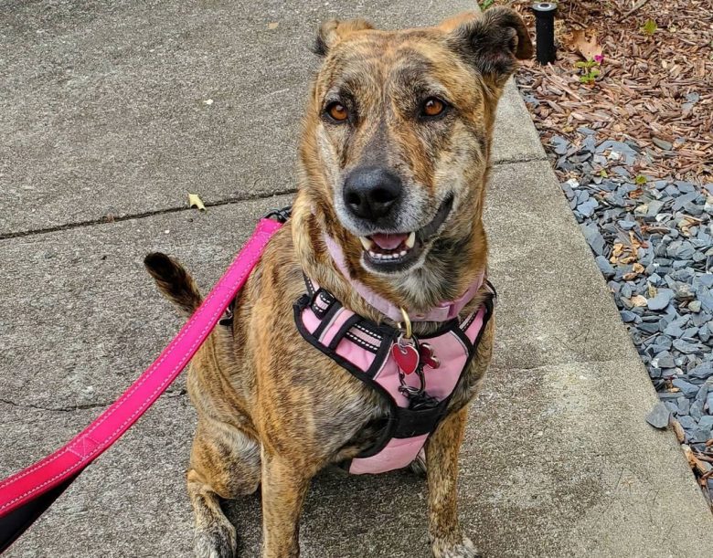 Treeing Tennessee Brindle wearing pink harness and leash