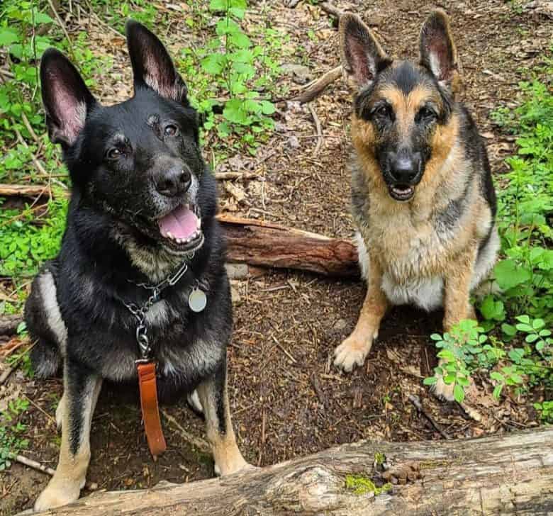 Two GSD dogs waiting for snacks