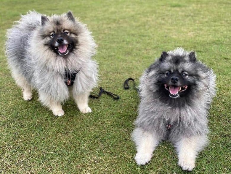 Two Keeshonds dog enjoy playing