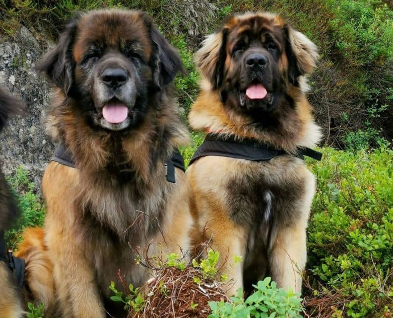 Two Leonbergers on trail