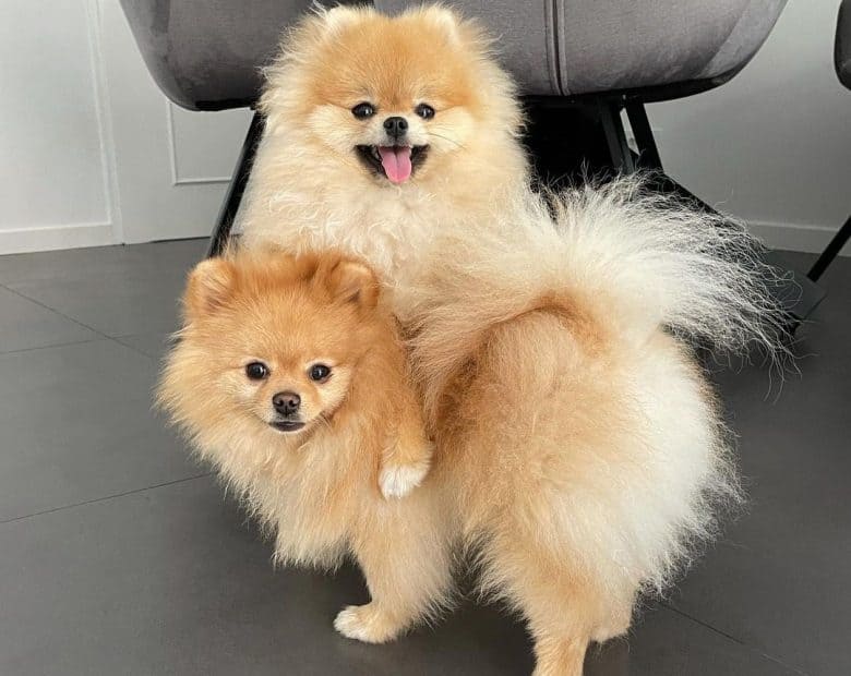 Two Pomeranians playing