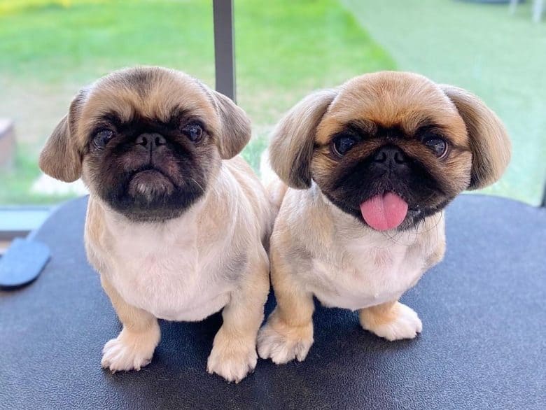 Two serious Pekingese dogs