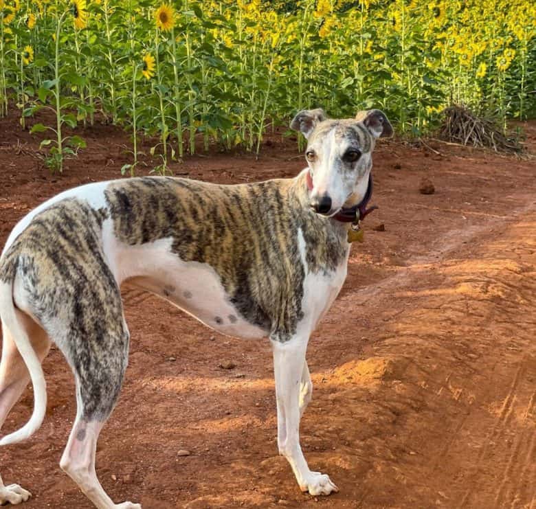 Whippet standing on the sunflower garden