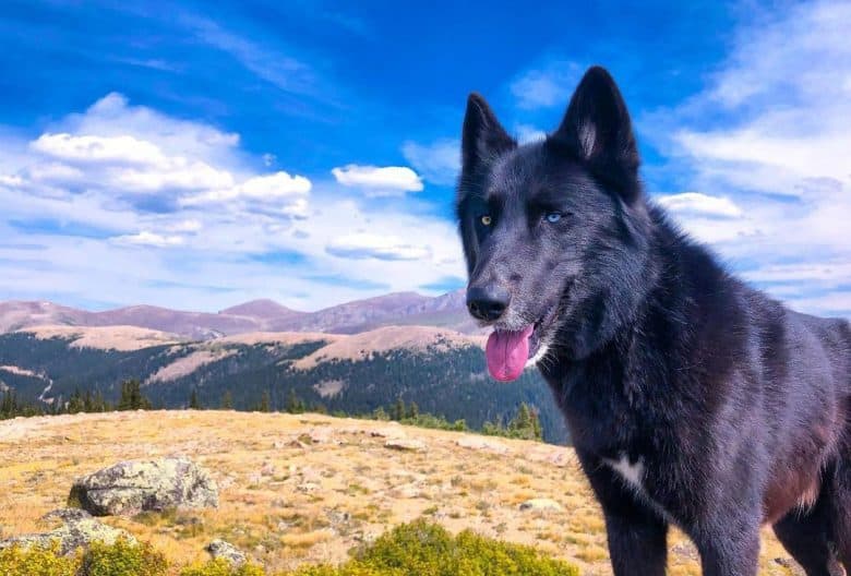 Wolfdog Hybrid in a mountain hike