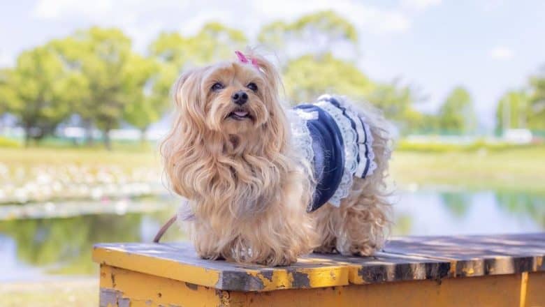 Yorkshire Terrier with sassy attire