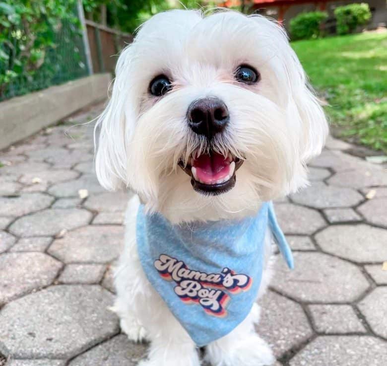 Adorable Maltese puppy
