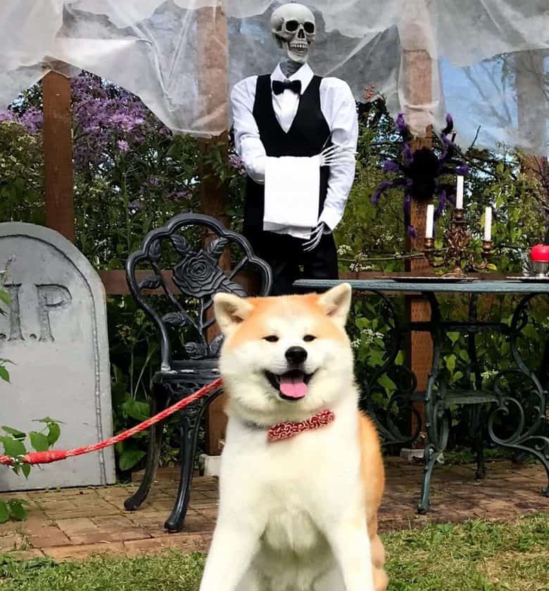 Akita Inu selfie on a Halloween booth
