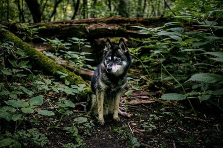 Alaskan Klee Kai exploring the forest