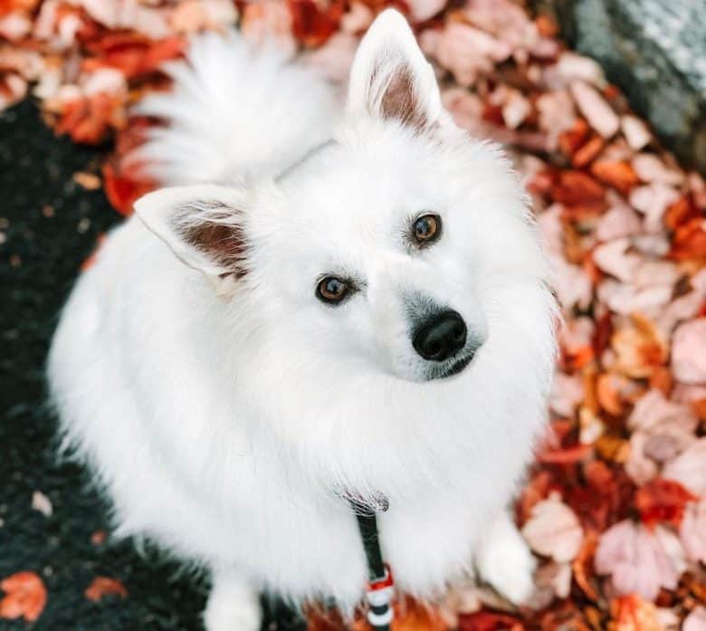 American Eskimo dog looking up