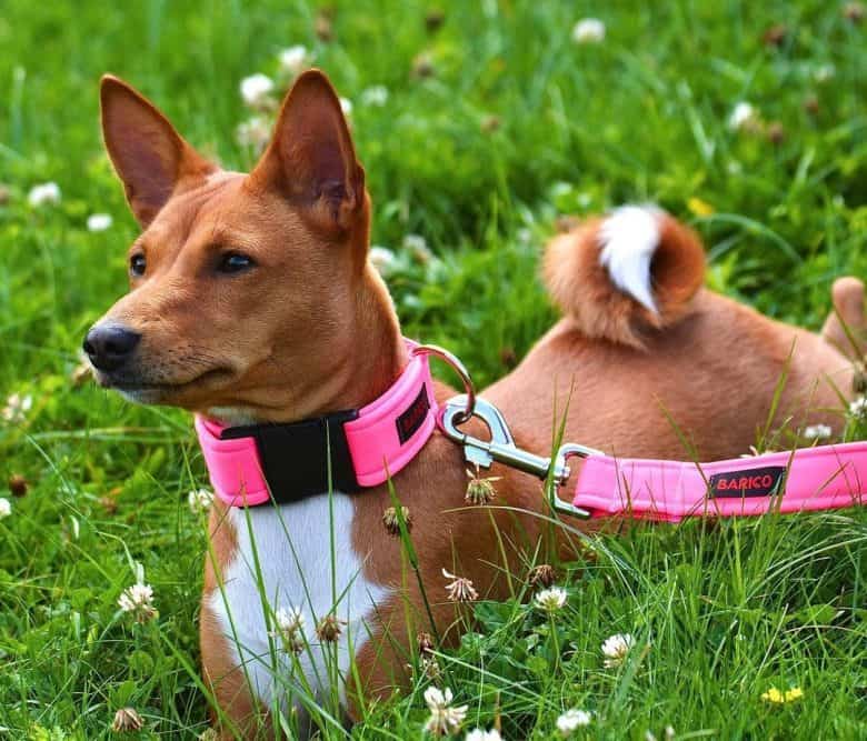 Basenji chilling on the grass