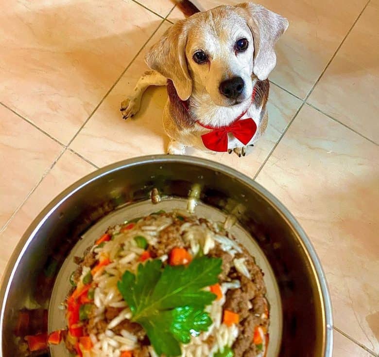Beagle having a rice, beef, peas and carrots meal