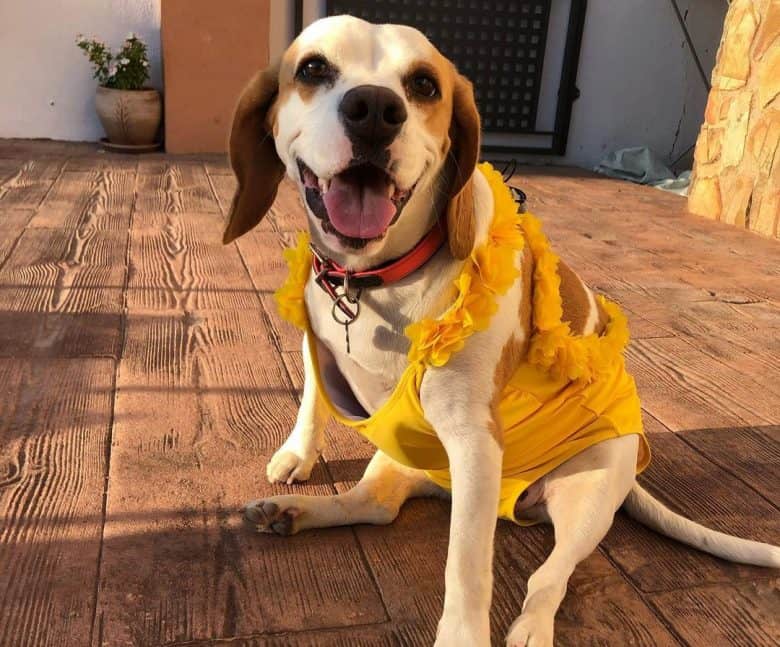 Beagle dog wearing a girly yellow outfit