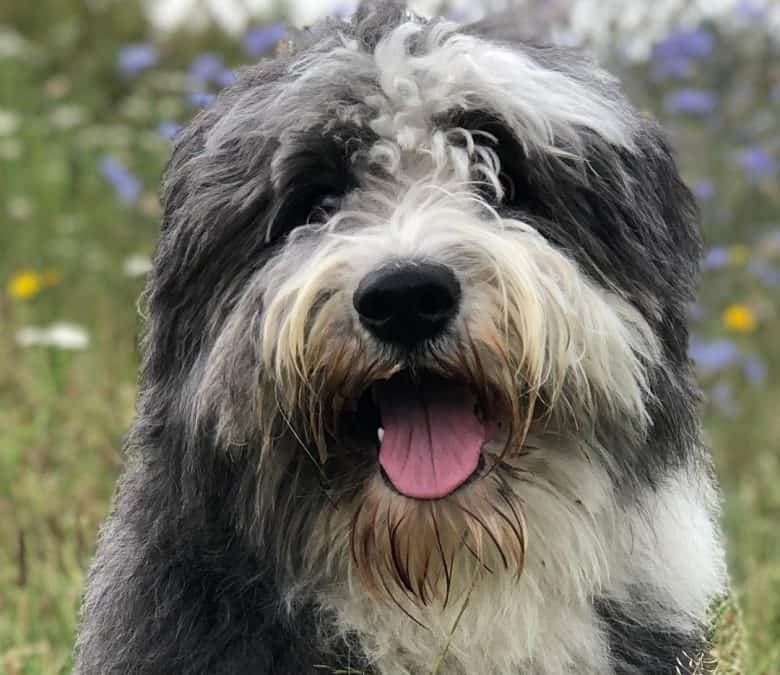 Bearded Collie dog portrait