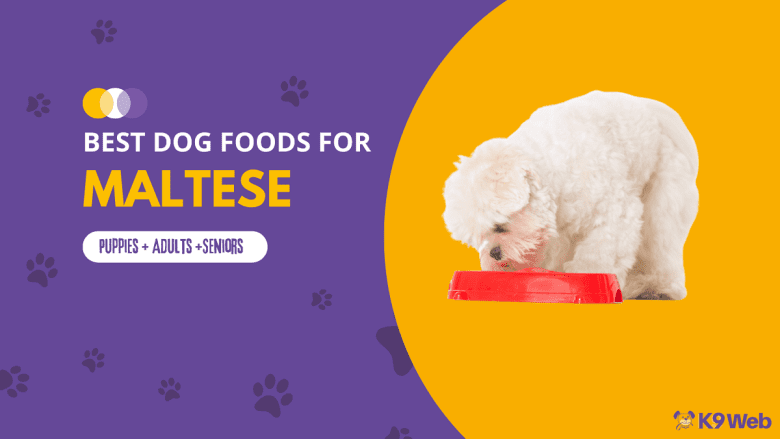 Best Dog Food for Maltese Review
