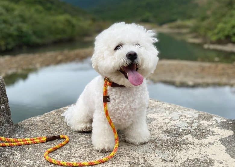 Bichon Frise posing on a beautiful background
