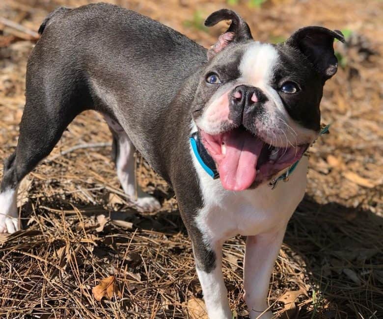 A big mouth Boston Terrier dog