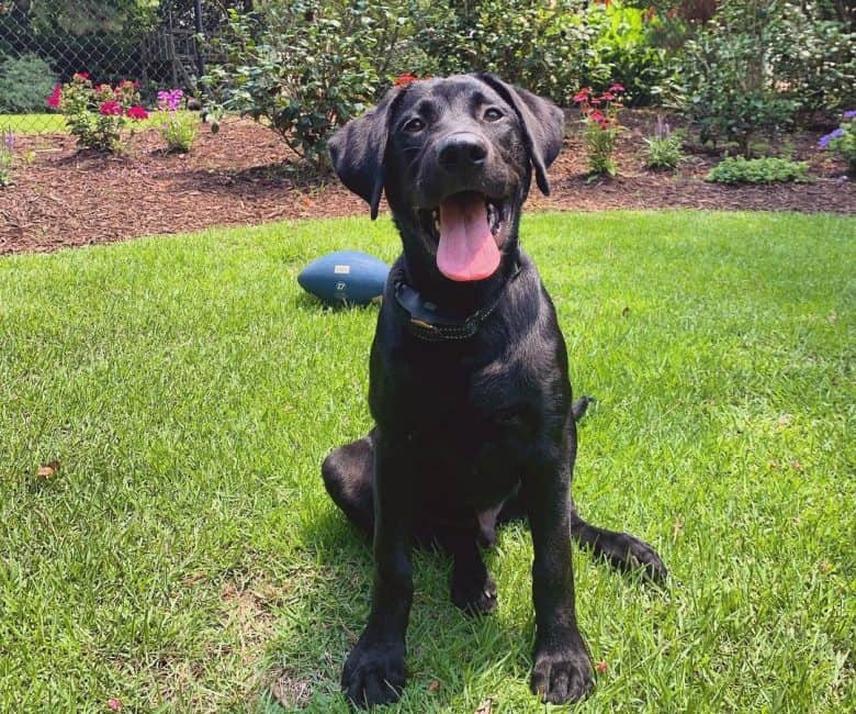 Black Labrador Retriever sitting down at the backyard