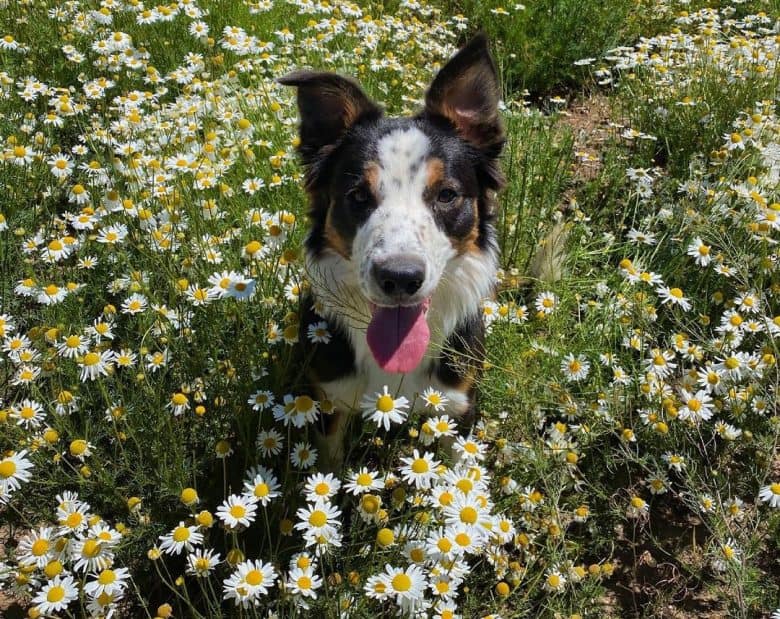 Border Collie in the middle of the flower garden