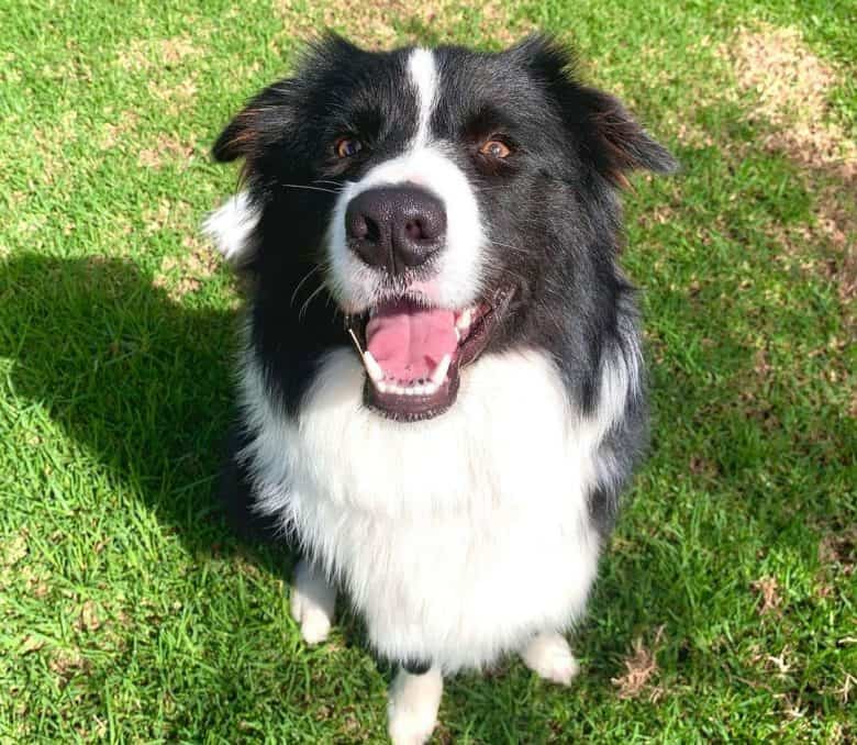 Border Collie dog looking up