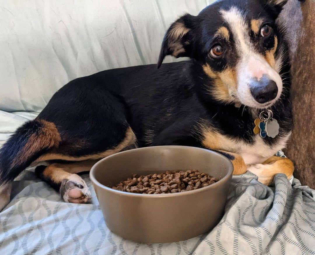 What is The Best Lamb and Rice Dog Food to Give Your Dog? K9 