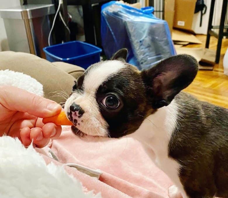 Boston Terrier eating carrot