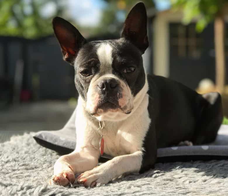 Boston Terrier enjoying the sunny day